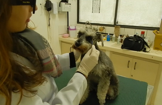 VMP-005-320x207 Neurologia Veterinária em Brasília