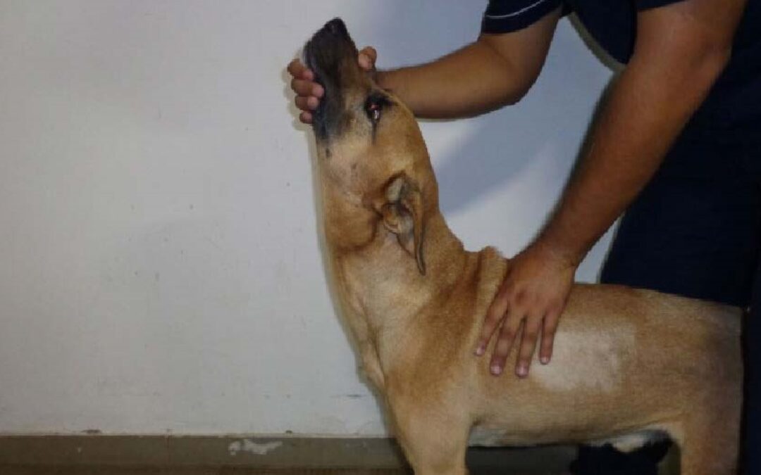 Exame Neurológico em Pequenos Animais