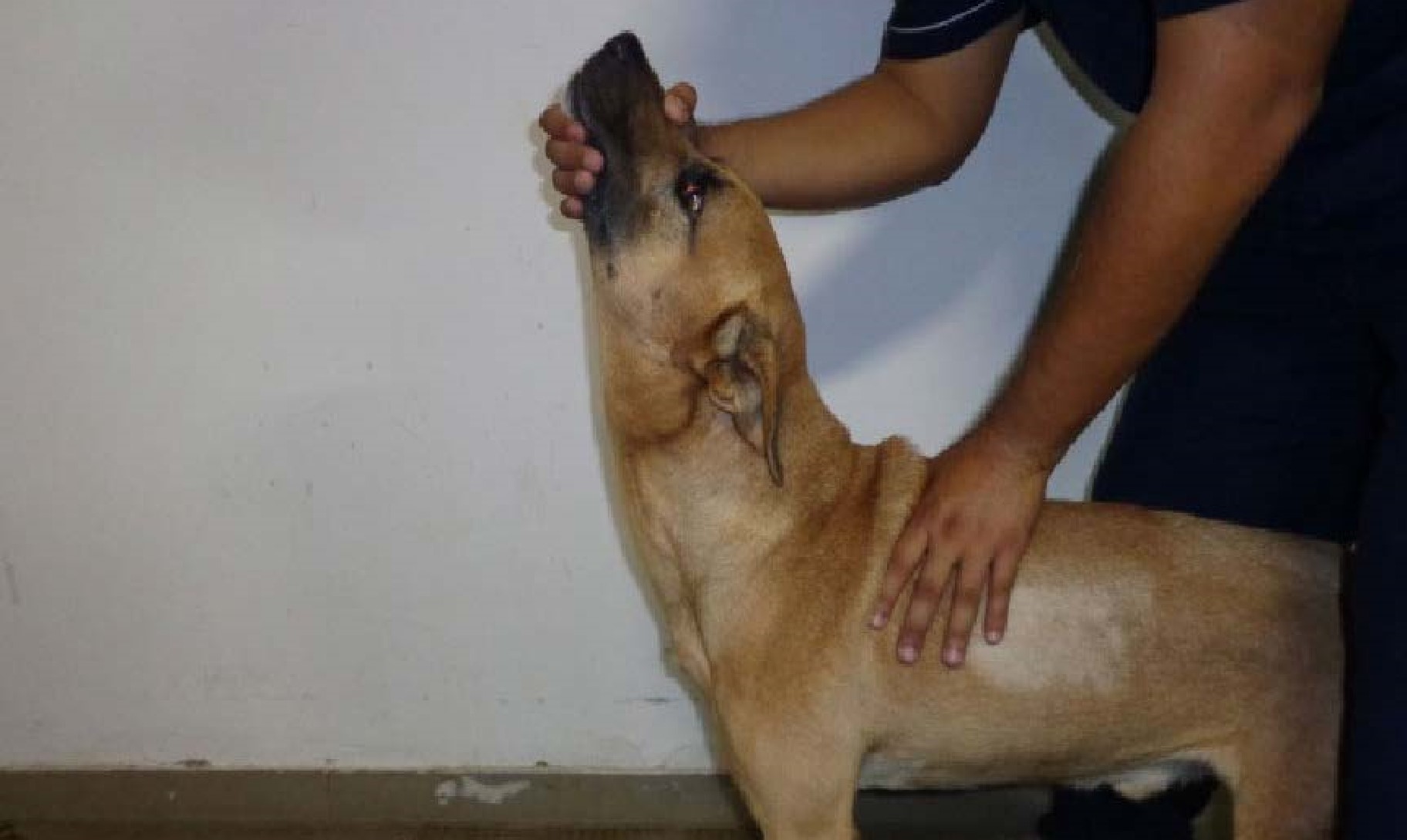 Exames Neurológicos em Pequenos Animais